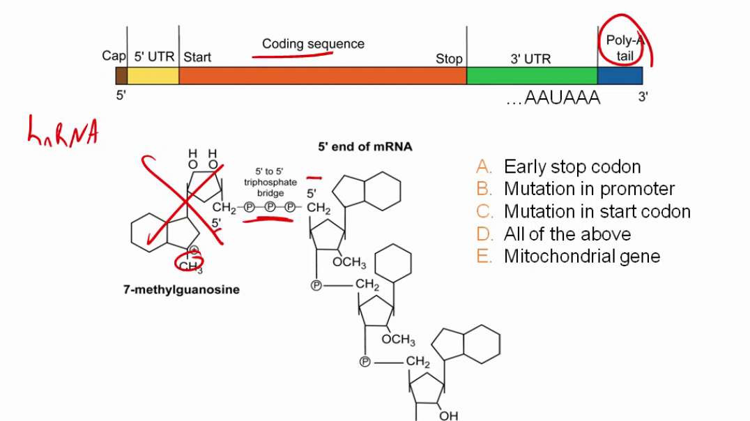 RNA processiong (eukaryotes)