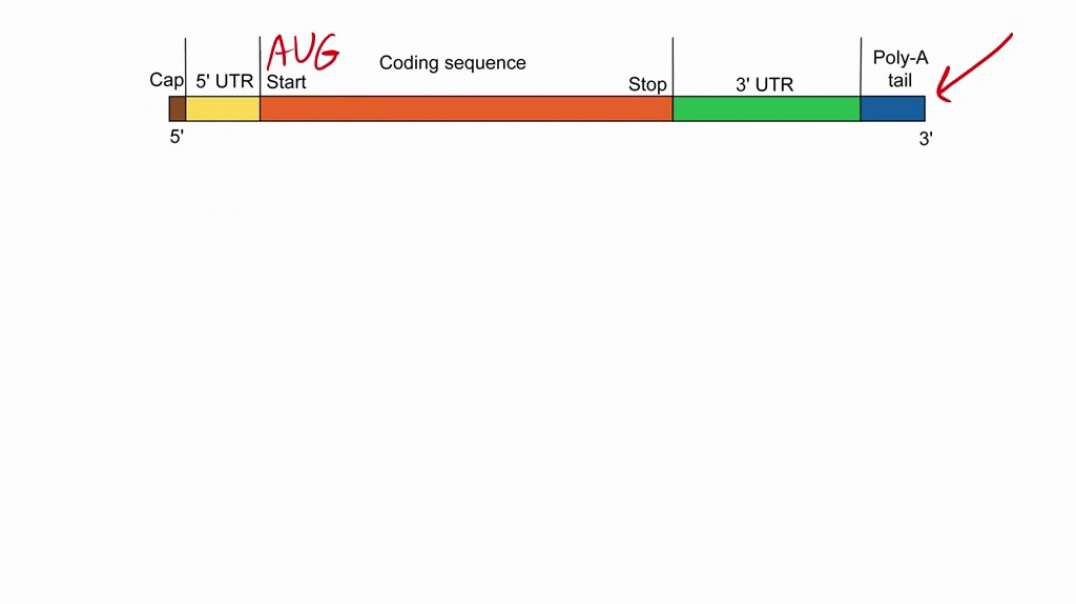 Functional Organization of a eukaryotic gene
