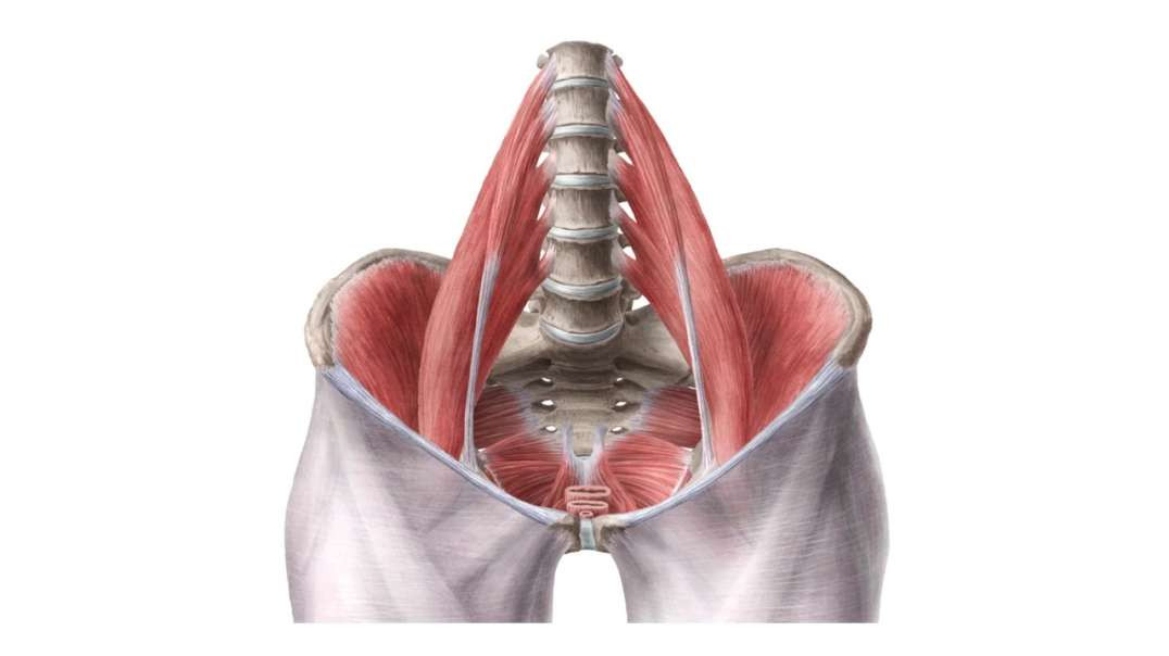 Inner hip muscles
