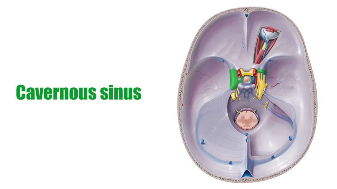 Cavernous sinus