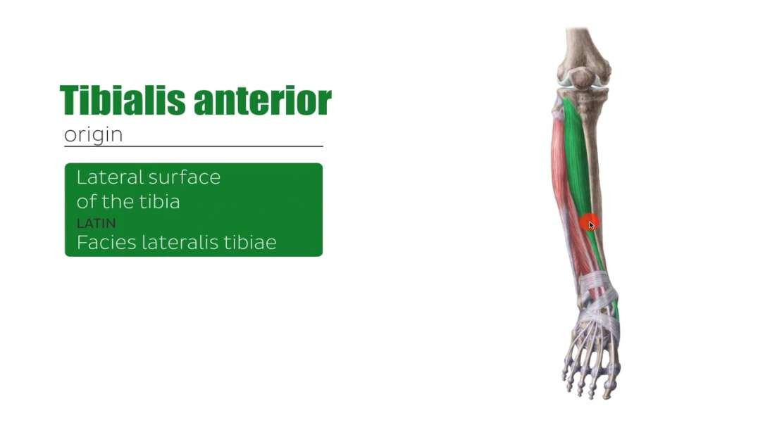 Anterior and lateral muscles of the leg.