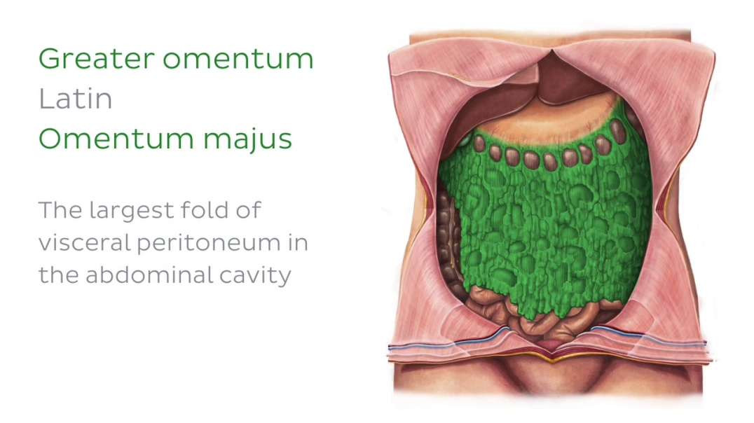 Greater omentum