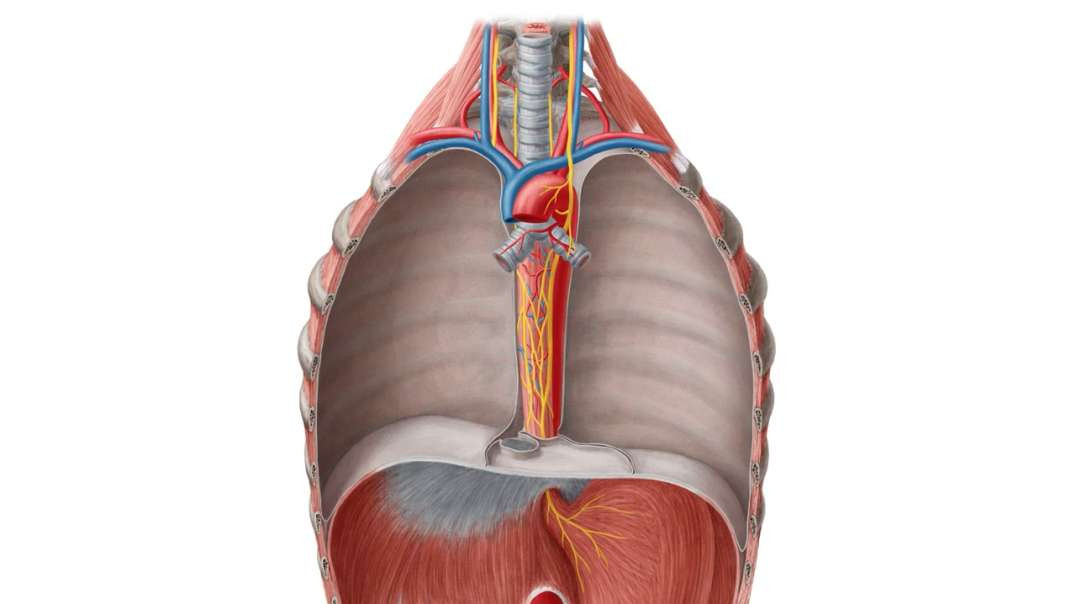 Esophagus in situ