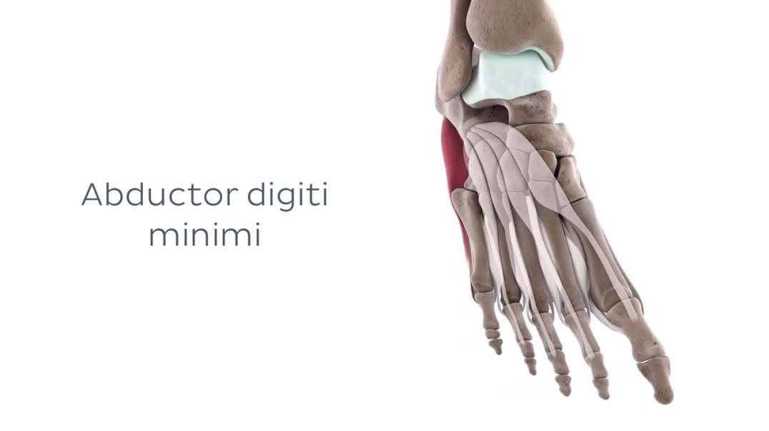 Functions of the lateral plantar muscles of the foot