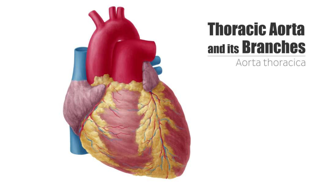 Thoracic aorta