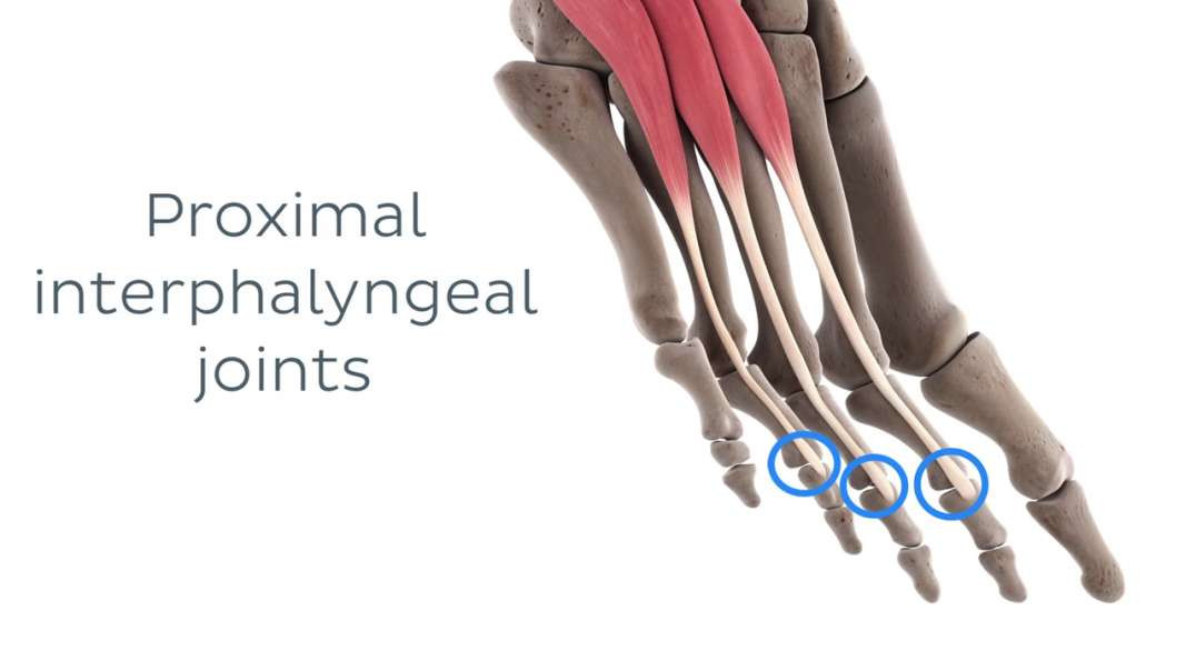 Functions of the dorsal muscles of the foot
