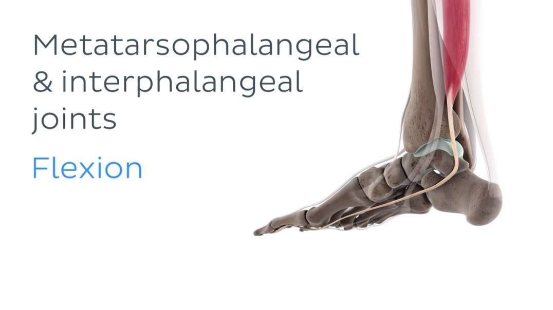 Functions of the flexor hallucis longus muscle