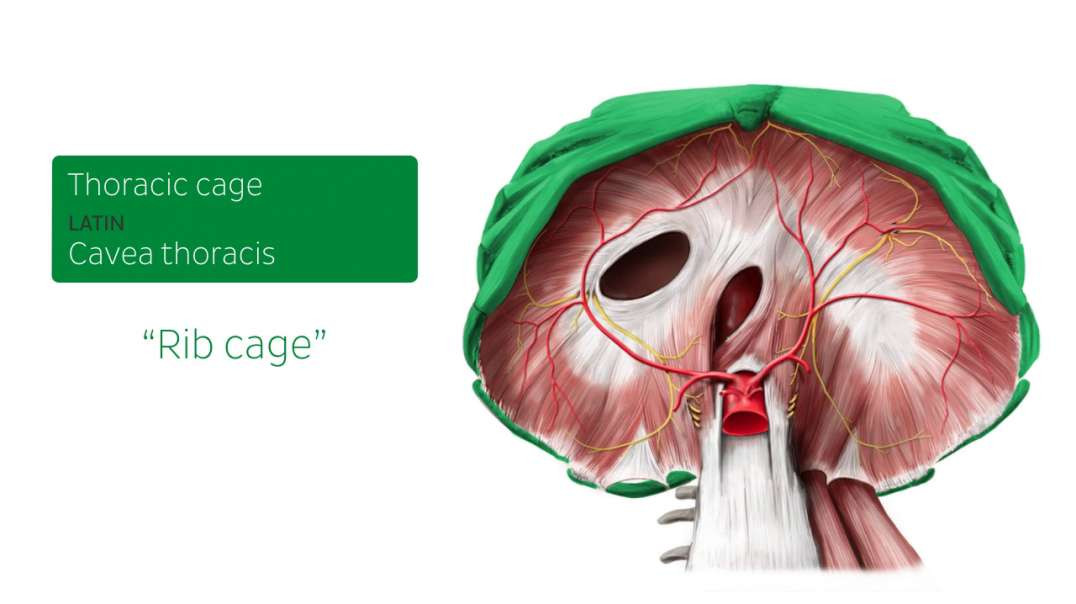 Abdominal surface of the diaphragm