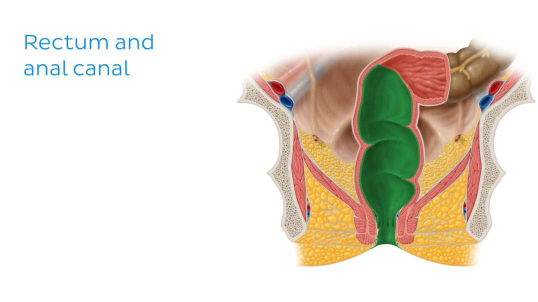 Rectum and anal canal