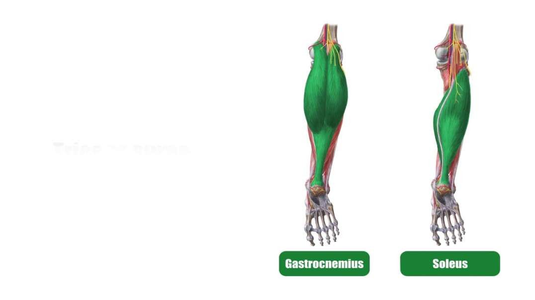Posterior muscles of the leg