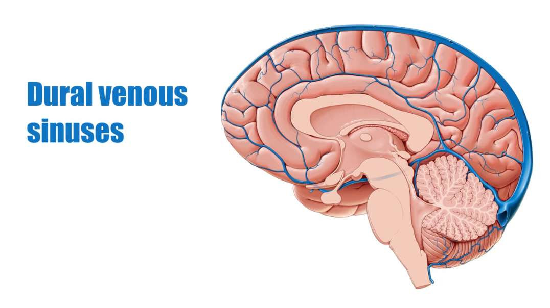 Inferior sagittal sinus