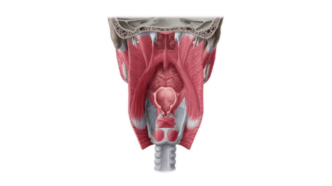 Membranes  ligaments and muscles of the larynx