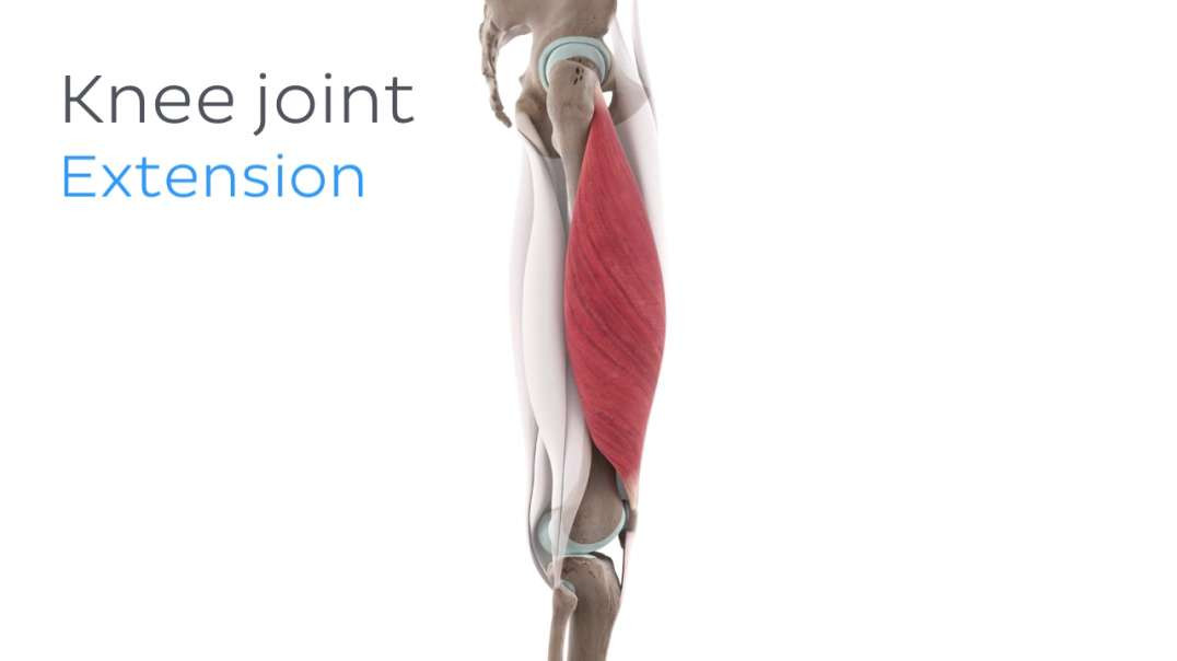 Functions of the vastus lateralis muscle