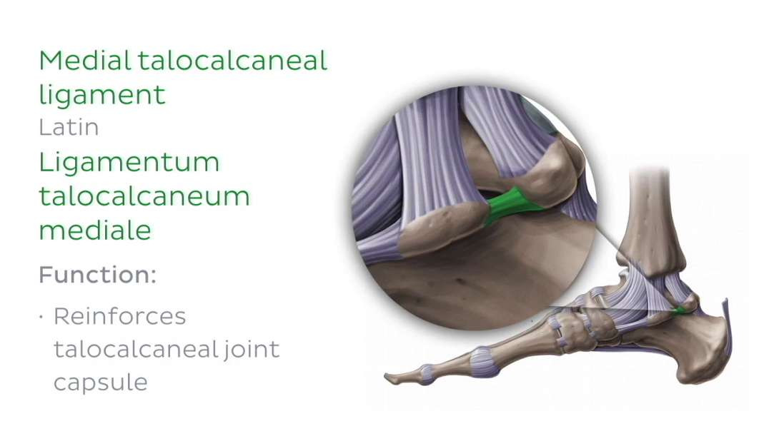 Ligaments of the foot