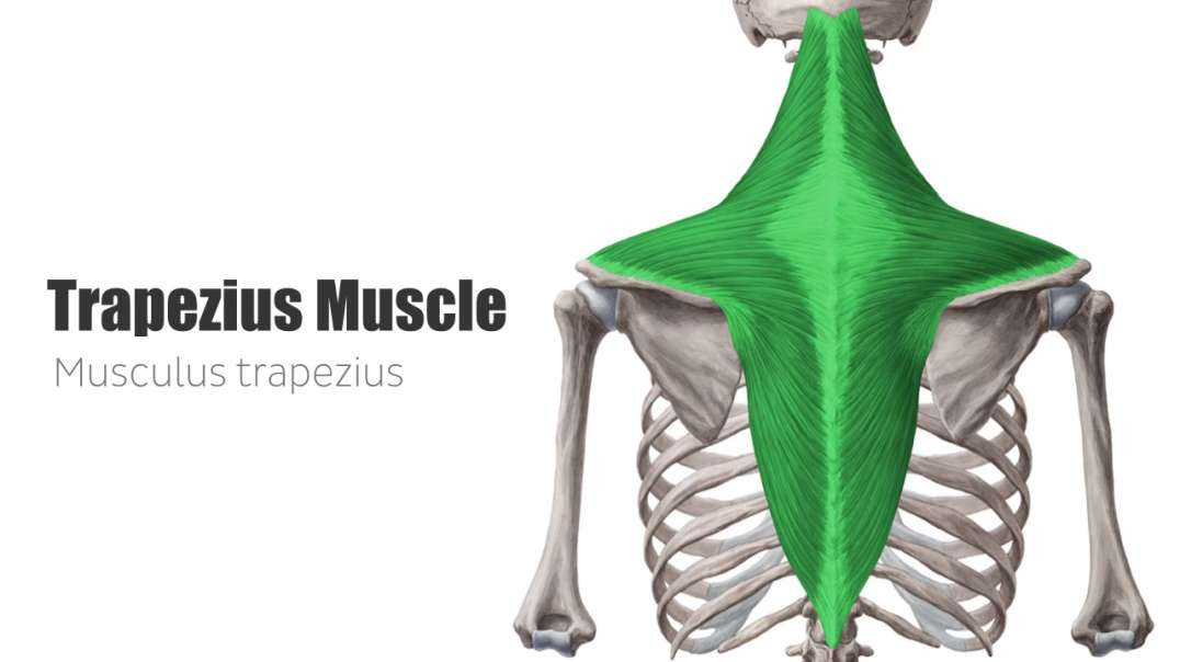 Trapezius muscle