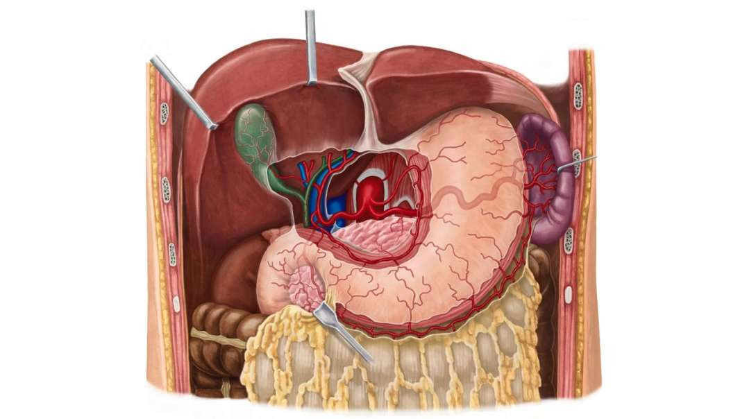 Arteries of the stomach, liver and spleen