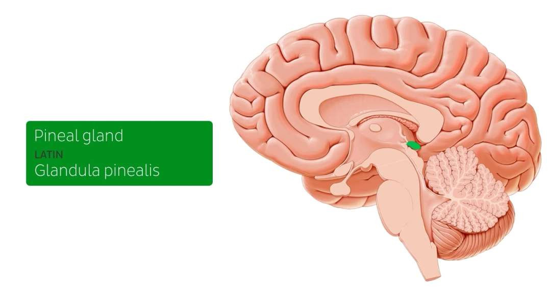 Pineal gland