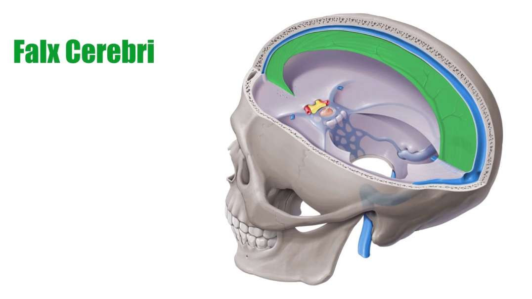 Falx cerebri