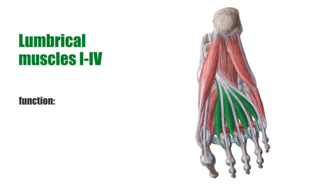Muscles of the foot Kenhub-Muscles of the foot from