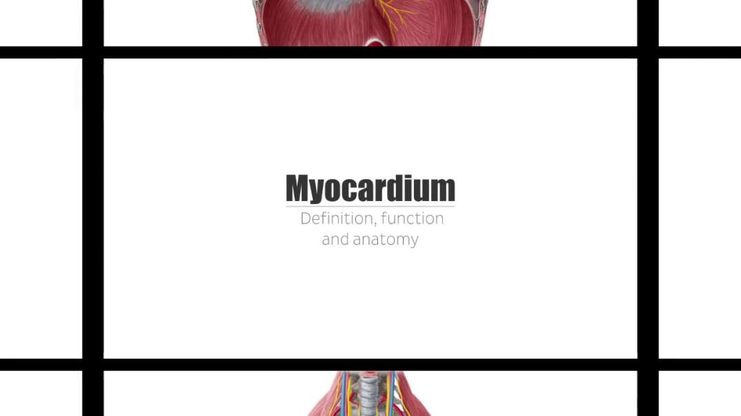 Myocardium