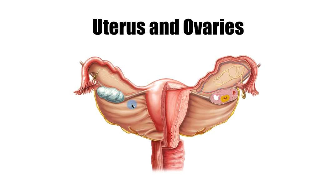 Uterus and ovaries