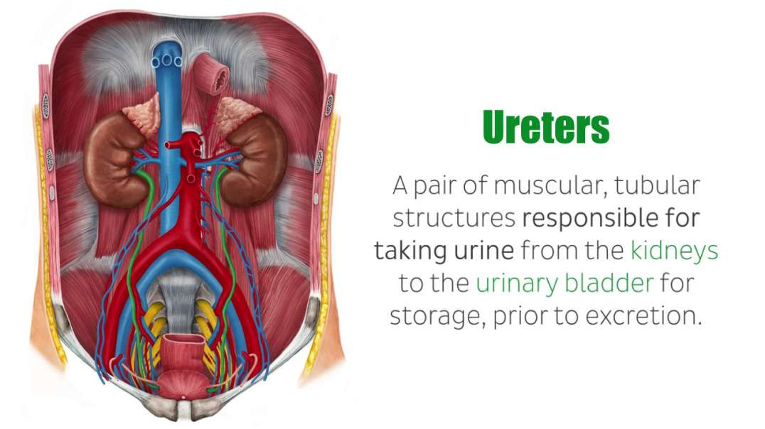 Ureters