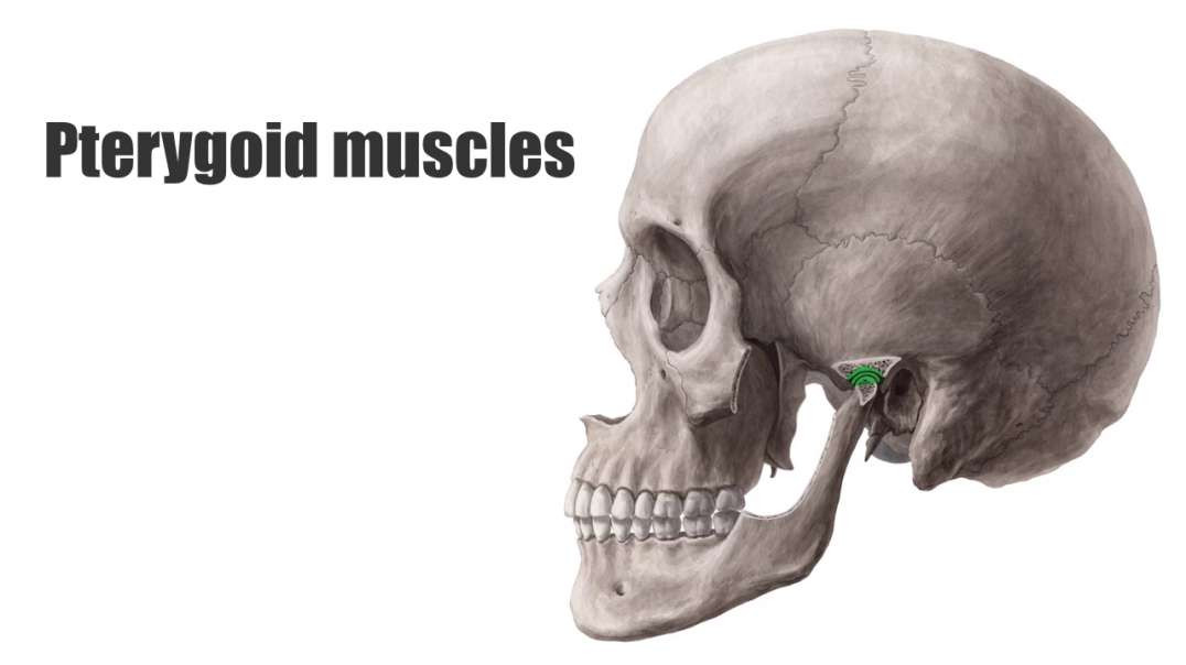Lateral pterygoid muscle