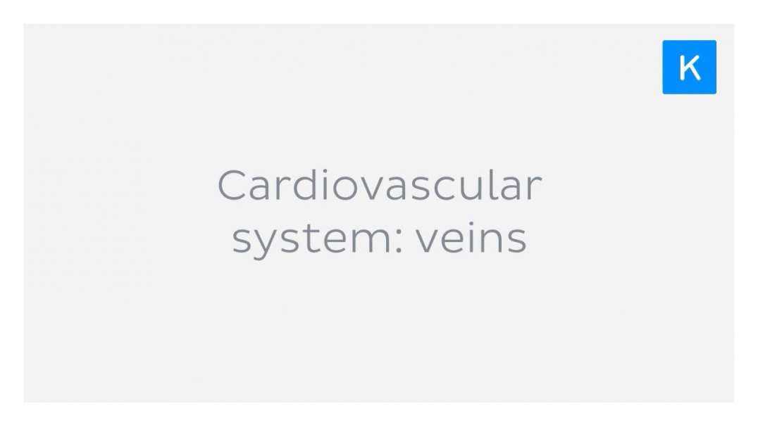 Veins of The Cardiovascular System