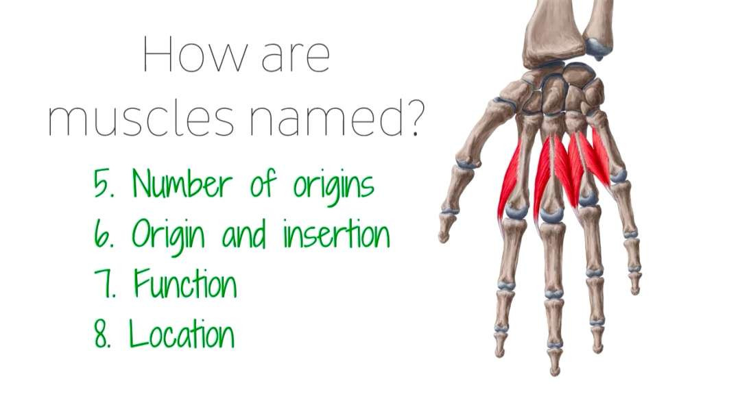 How are muscles named