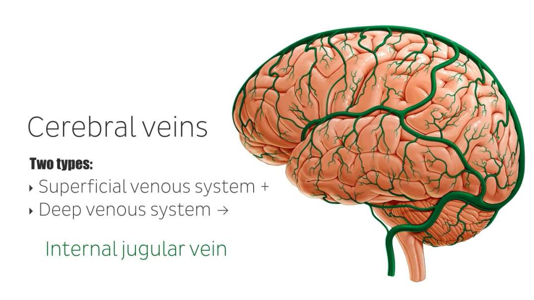 Superficial veins of the brain