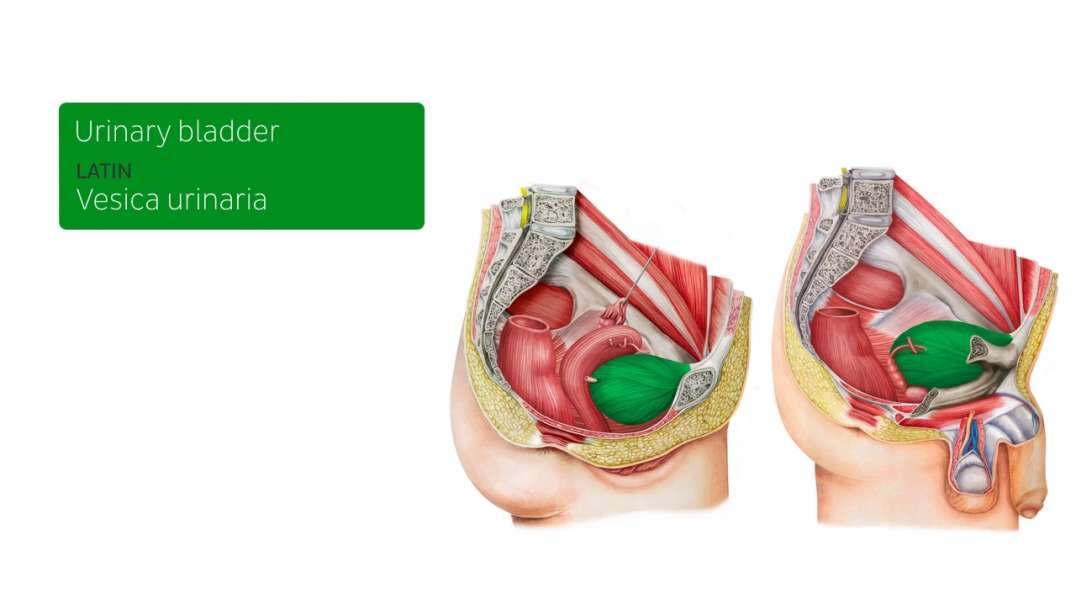Urinary bladder