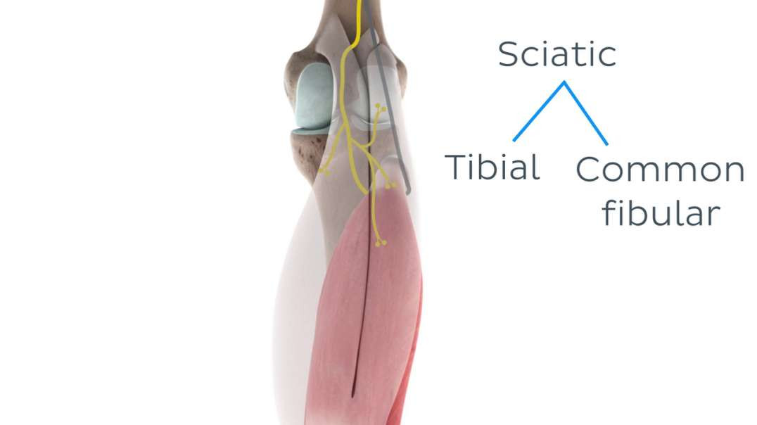 Functions of the soleus muscle