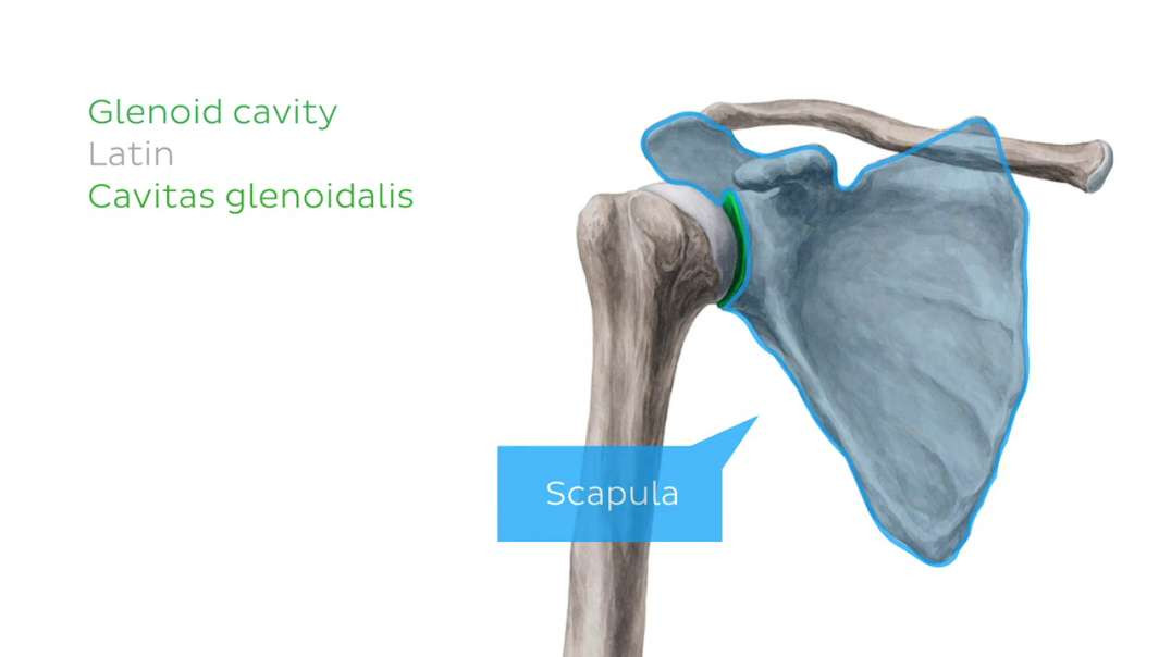 Rotator cuff muscles
