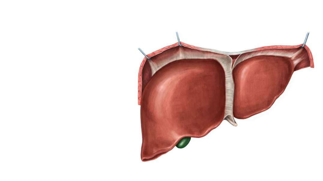 Anterior view of the liver