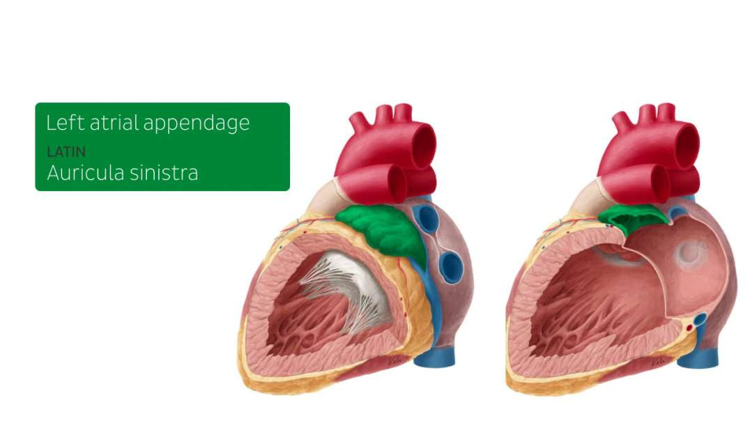 Left atrium and ventricle from
