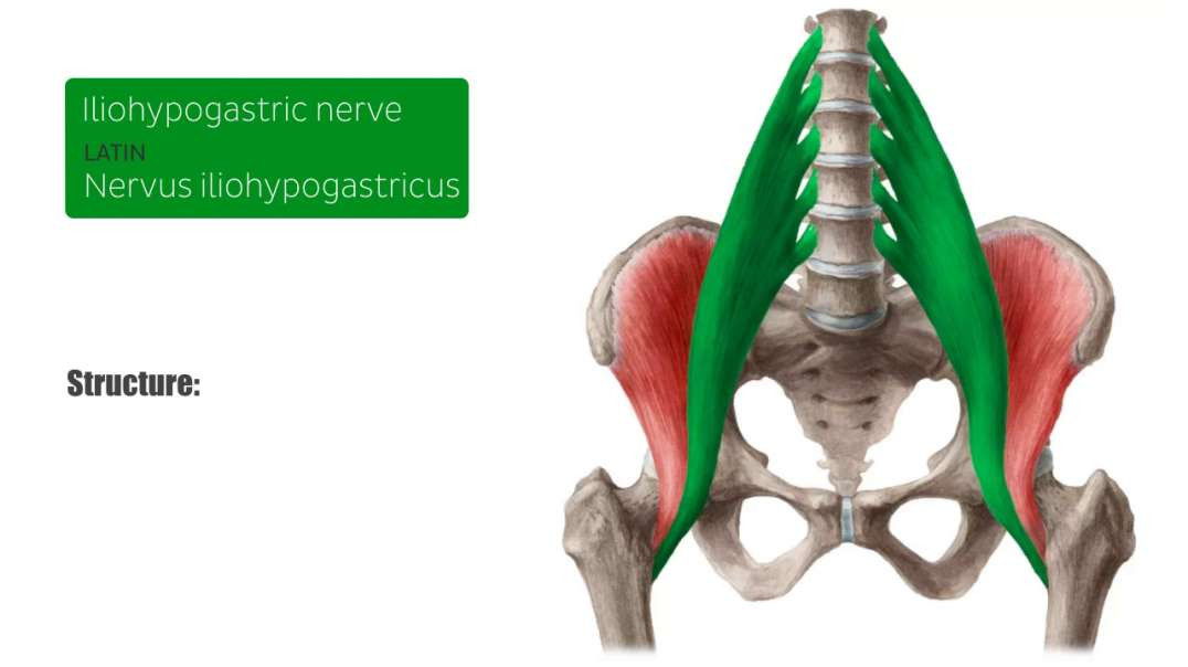 Iliohypogastric nerve