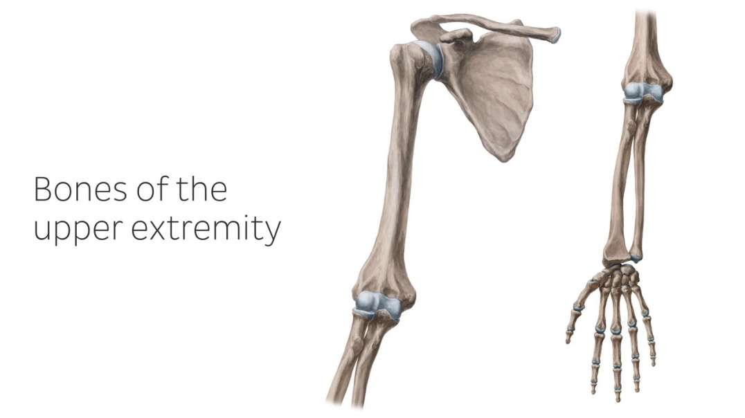 Bones of the upper extremity