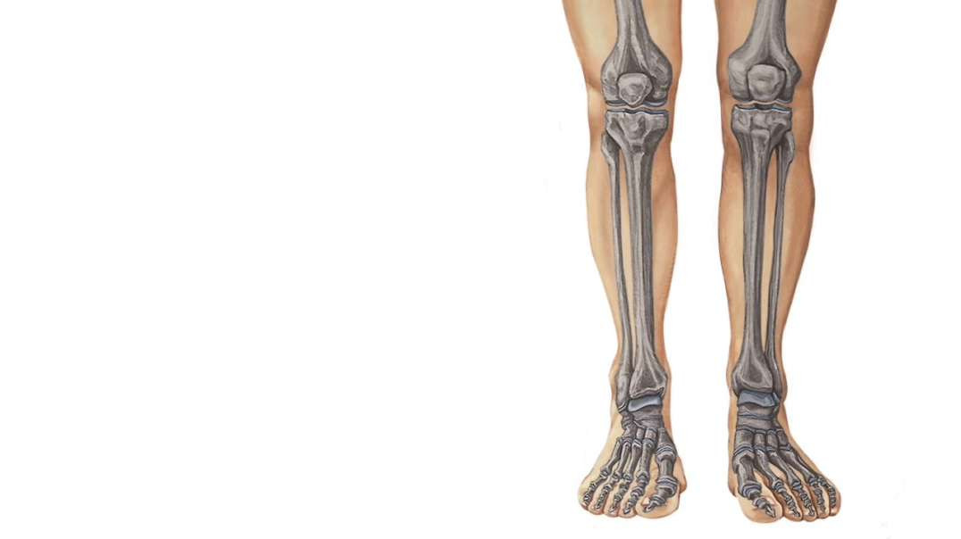Bones and ligaments of the leg