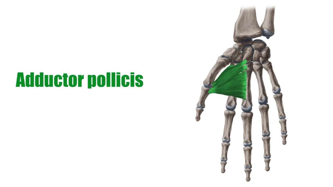 Adductor pollicis muscle