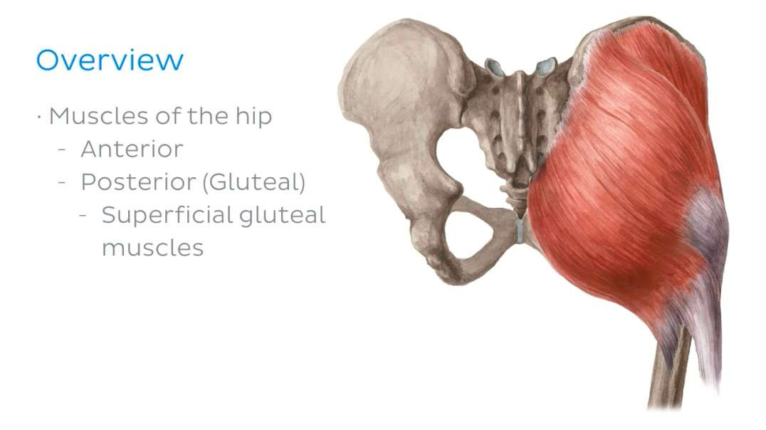 Muscles of the hip and thigh