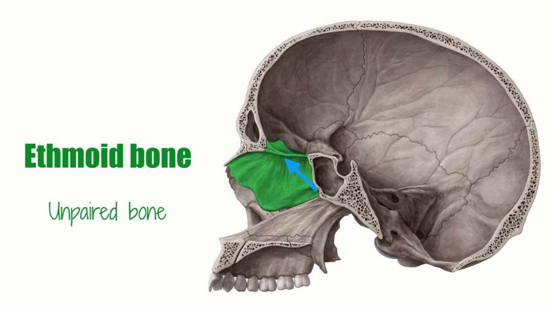 Overview of the ethmoid bone