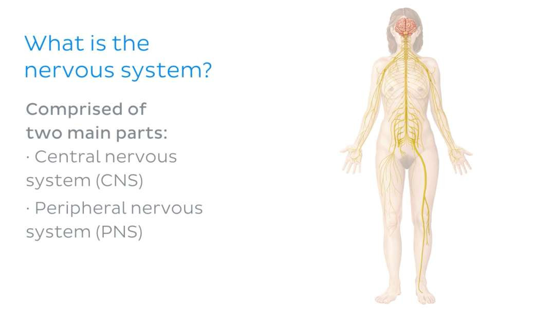 What is The Nervous System