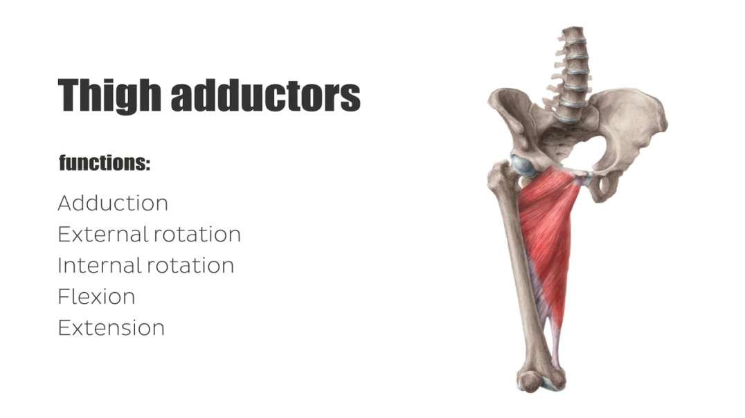Adductors of the thigh