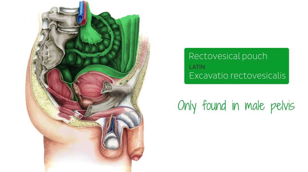 Rectovesical pouch