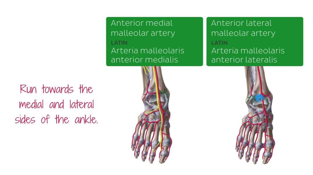 Neurovasculature of the lower leg and knee