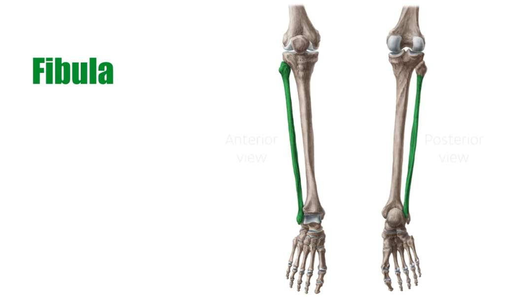 Fibula