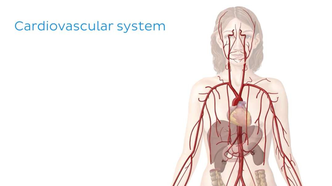 Arteries of The Cardiovascular System