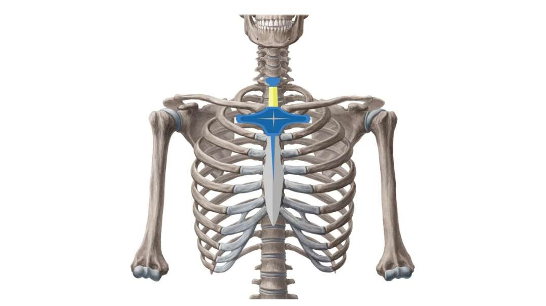 Sternum