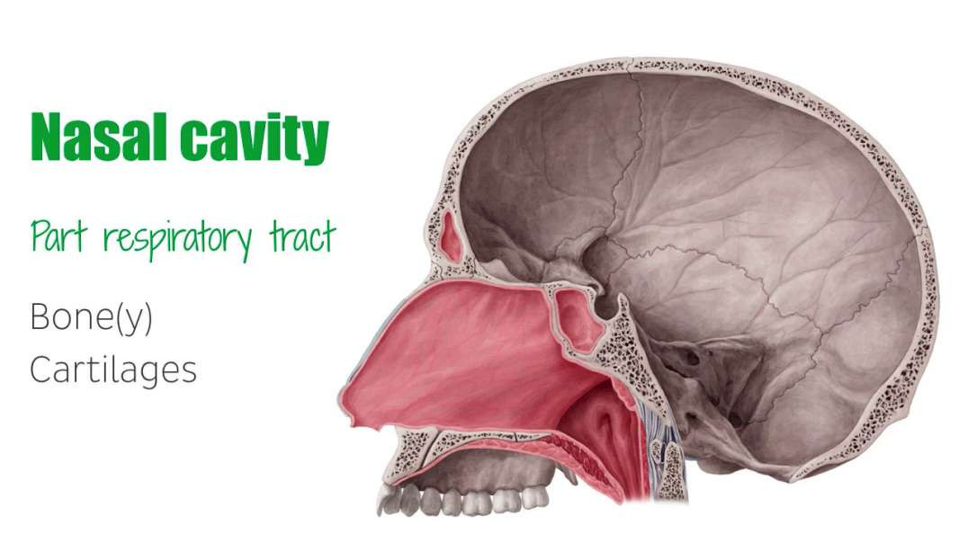 Medial wall of the nasal cavity