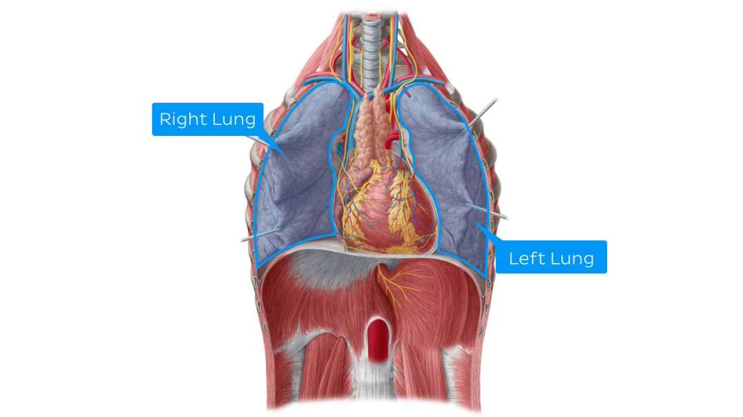 Lymphatics of the heart